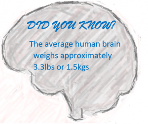 Outline of a brain containing the text "Did you know, The average human brains weighs approximately 3.3.lbs or 1.5kgs"