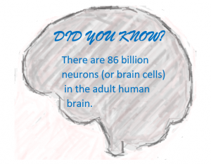 Outline of a brain containing the text "Did you know, There are 86 billion neurons (or brain cells) in the adult human brain"