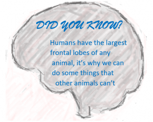Outline of a brain containing the text "Did you know, Humans have the largest frontal lobes of any animal, it's why we can do somethings that other animals can't"