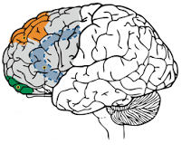 Image of the brain with the frontal lobe highlighted